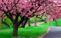 Видеть во сне цветущие деревья: трактовка в соннике